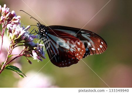 The Chestnut Butterfly that flew to Kahoku The Chestnut Butterfly that flew to Kahoku 133349940