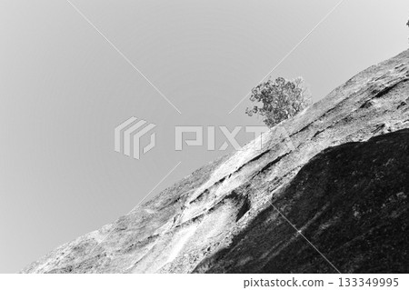 Rocks and dead trees 133349995