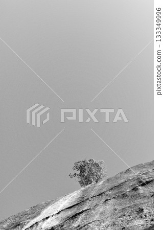 Rocks and dead trees 133349996