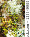 Lichens 133349999