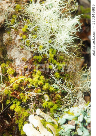 Lichens 133349999