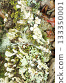 Lichens 133350001