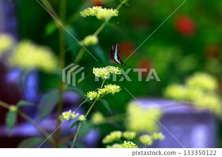 Aosujiageha收穫花蜜 133350122