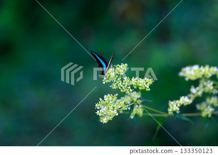 Aosujiageha harvesting nectar Aosujiageha harvesting nectar 133350123