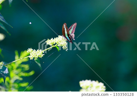 Aosujiageha收穫花蜜 133350128