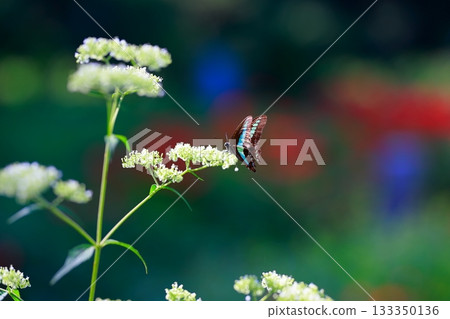Aosujiageha harvesting nectar 133350136
