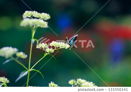Aosujiageha harvesting nectar Aosujiageha harvesting nectar 133350141