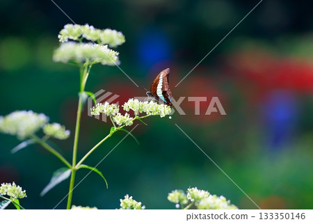 Aosujiageha harvesting nectar 133350146
