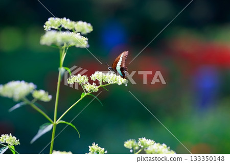 Aosujiageha harvesting nectar 133350148