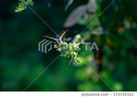 Aosujiageha收穫花蜜 Aosujiageha收穫花蜜 133350162