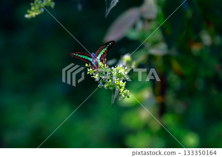 Aosujiageha收穫花蜜 Aosujiageha收穫花蜜 133350164