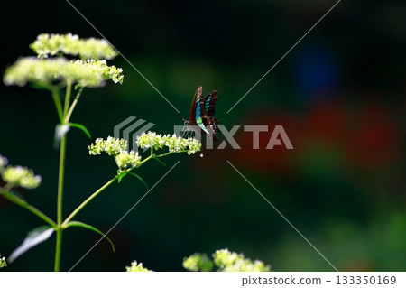 Aosujiageha收穫花蜜 133350169