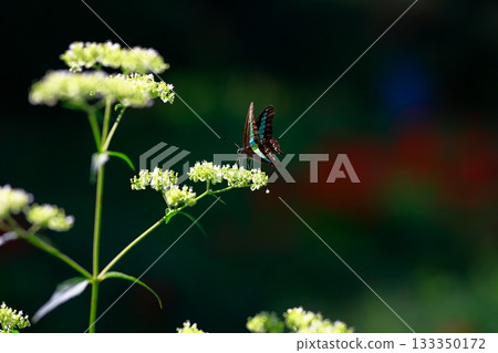 Aosujiageha收穫花蜜 133350172