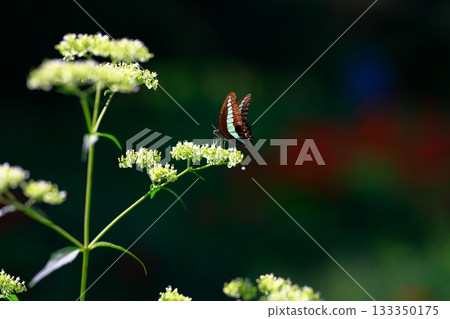 Aosujiageha harvesting nectar 133350175