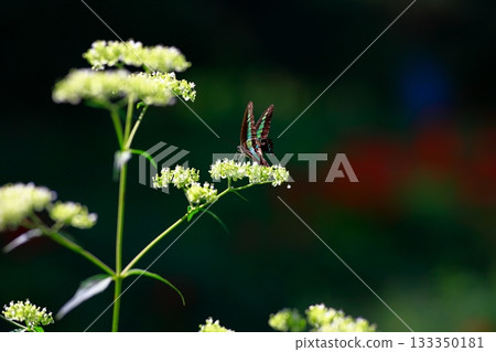 Aosujiageha收穫花蜜 Aosujiageha收穫花蜜 133350181