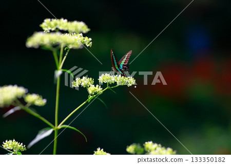 Aosujiageha收穫花蜜 Aosujiageha收穫花蜜 133350182