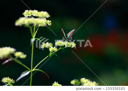 Aosujiageha收穫花蜜 133350183