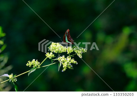 Aosujiageha收穫花蜜 133350203