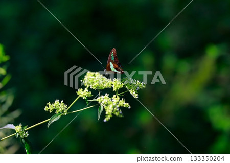 Aosujiageha收穫花蜜 133350204