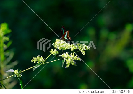 Aosujiageha harvesting nectar 133350206
