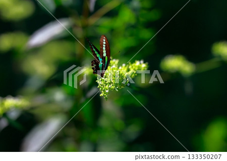 Aosujiageha harvesting nectar 133350207