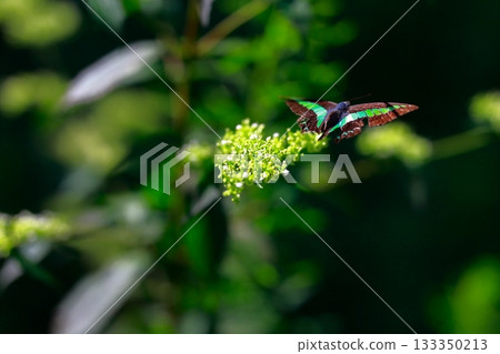 Aosujiageha harvesting nectar Aosujiageha harvesting nectar 133350213