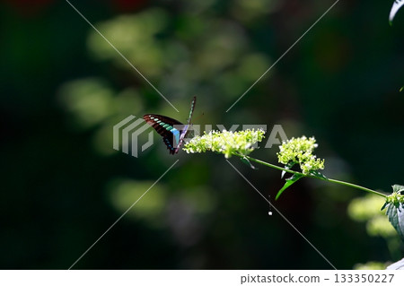 Aosujiageha收穫花蜜 133350227