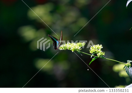 Aosujiageha收穫花蜜 133350231