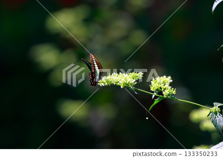 Aosujiageha收穫花蜜 133350233