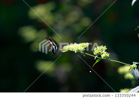 Aosujiageha harvesting nectar Aosujiageha harvesting nectar 133350244