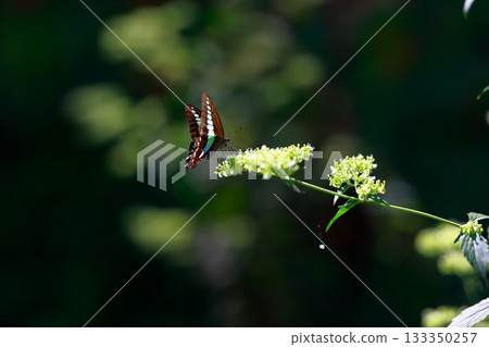 Aosujiageha harvesting nectar 133350257