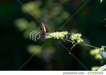 Aosujiageha harvesting nectar 133350262