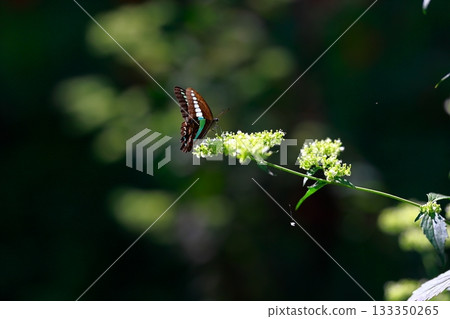 Aosujiageha收穫花蜜 133350265