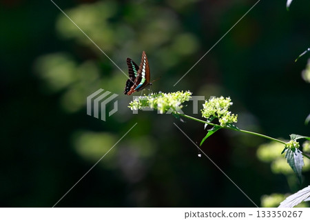 Aosujiageha harvesting nectar Aosujiageha harvesting nectar 133350267