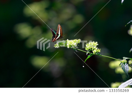 Aosujiageha harvesting nectar 133350269