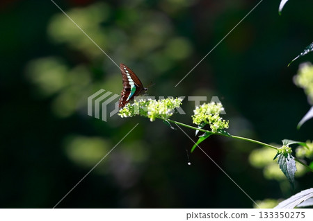 Aosujiageha收穫花蜜 Aosujiageha收穫花蜜 133350275