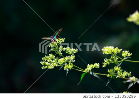 Aosujiageha harvesting nectar 133350289