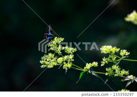 Aosujiageha harvesting nectar Aosujiageha harvesting nectar 133350297