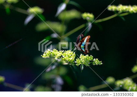 Aosujiageha收穫花蜜 133350302