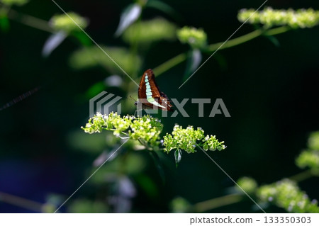 Aosujiageha收穫花蜜 133350303