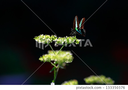 Aosujiageha harvesting nectar 133350376