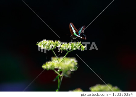 Aosujiageha harvesting nectar 133350384