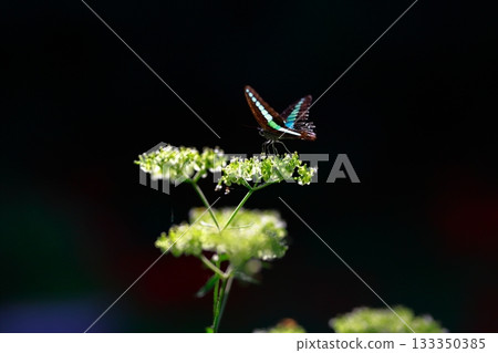 Aosujiageha harvesting nectar 133350385