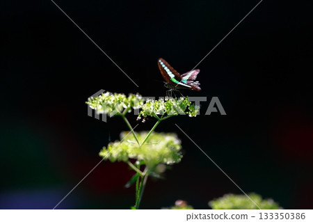 Aosujiageha收穫花蜜 133350386