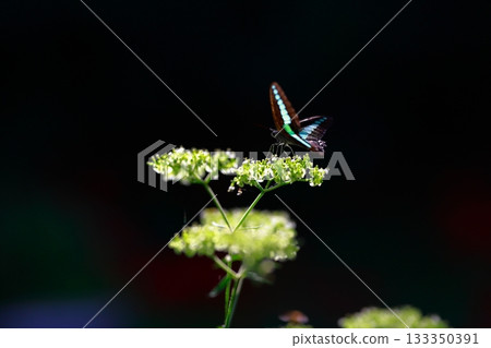 Aosujiageha harvesting nectar Aosujiageha harvesting nectar 133350391