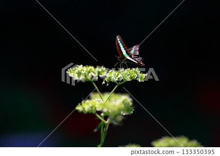 Aosujiageha收穫花蜜 Aosujiageha收穫花蜜 133350395