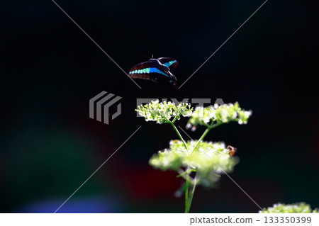 Aosujiageha harvesting nectar 133350399