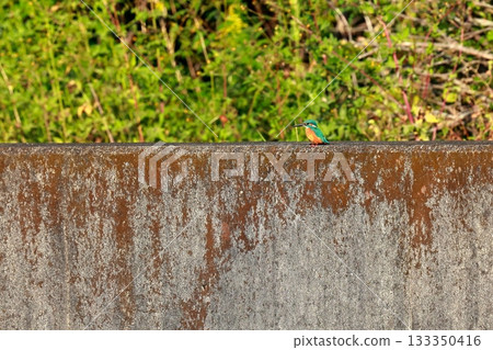 Blue kingfisher resting / wild bird photography 133350416