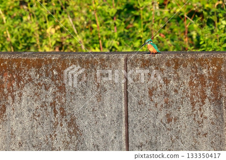 Blue kingfisher resting / wild bird photography Blue kingfisher resting / wild bird photography 133350417