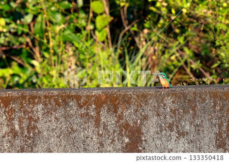 Blue kingfisher resting / wild bird photography 133350418